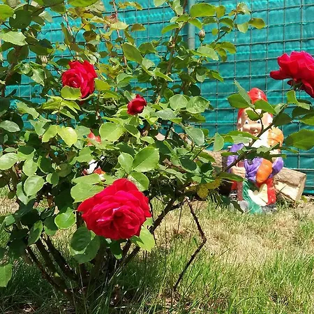 بيت ضيافة Casa Silvia فاما فيكي